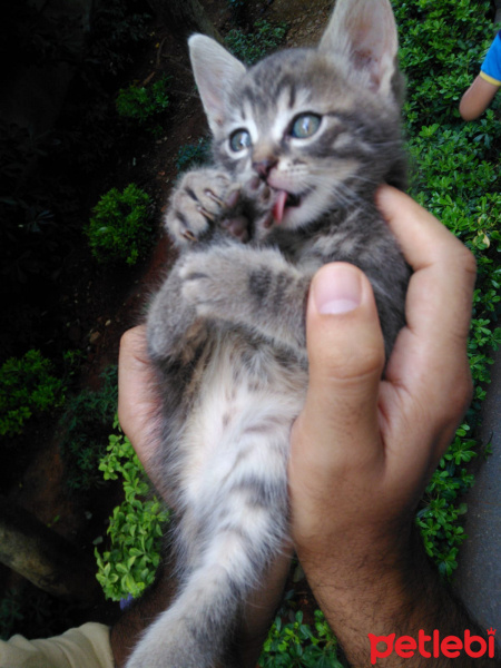 Tekir Kedi, Kedi  Müjgan fotoğrafı
