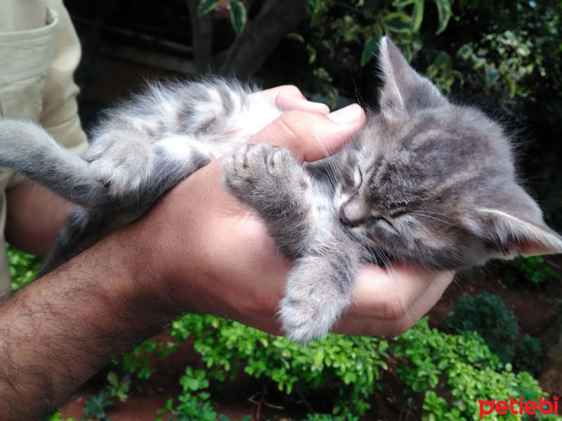 Tekir Kedi, Kedi  Müjgan fotoğrafı