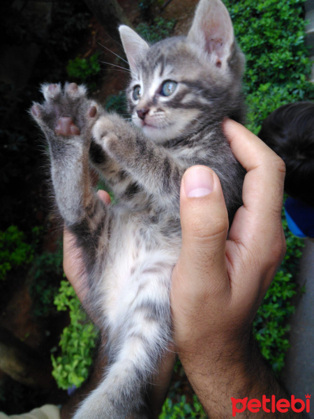 Tekir Kedi, Kedi  Müjgan fotoğrafı