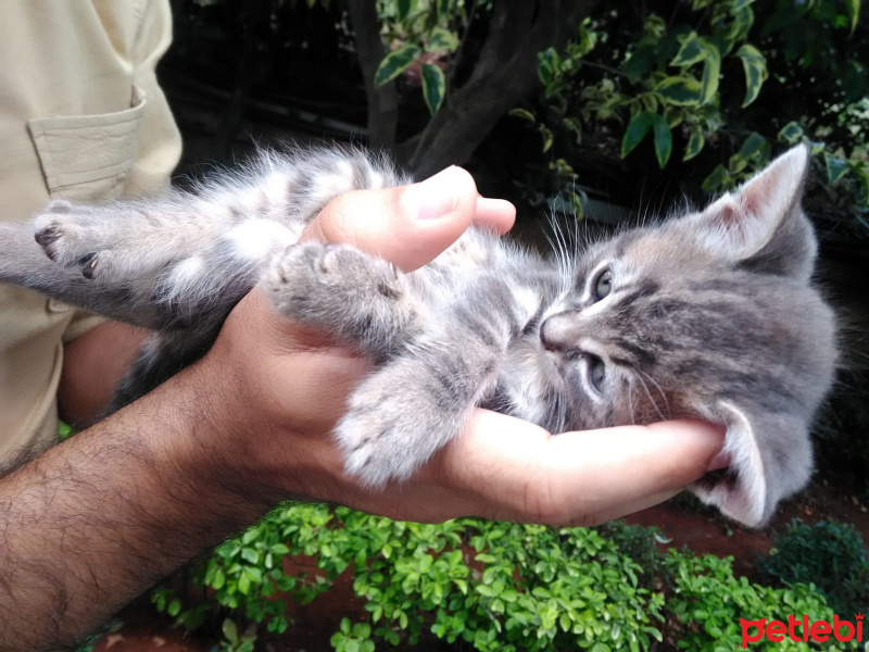 Tekir Kedi, Kedi  Müjgan fotoğrafı