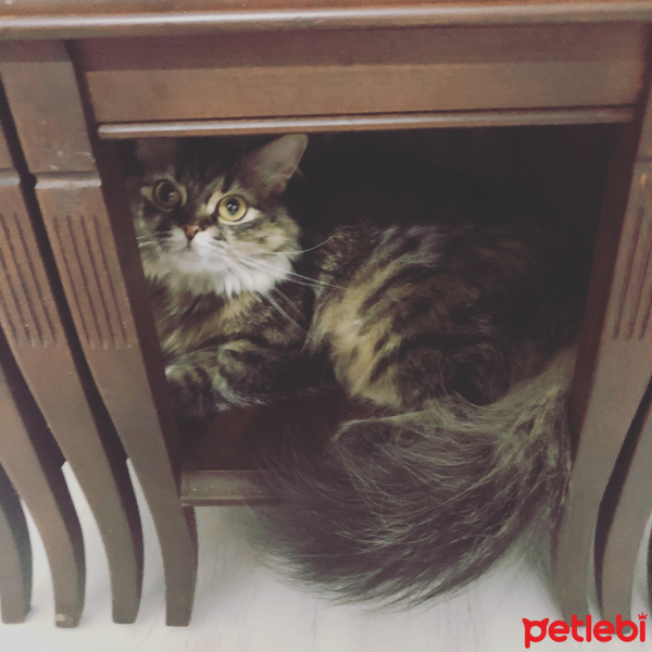 American Curl, Kedi  Pofi fotoğrafı