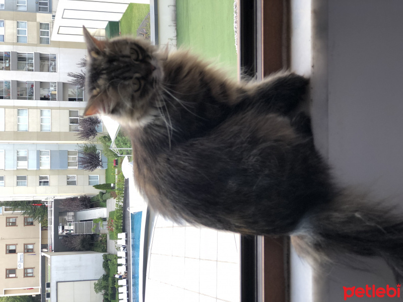 American Curl, Kedi  Pofi fotoğrafı