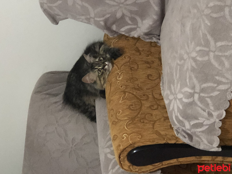 American Curl, Kedi  Pofi fotoğrafı