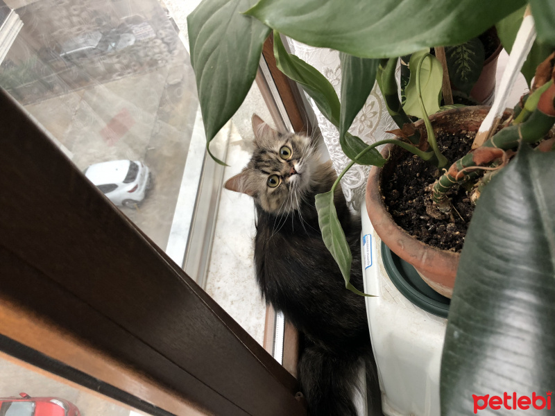 American Curl, Kedi  Pofi fotoğrafı