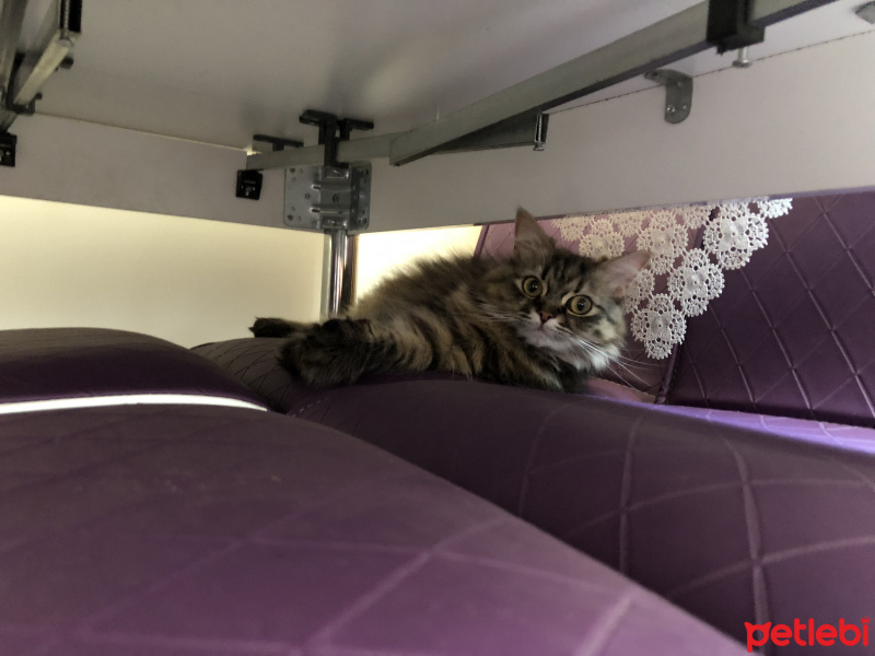 American Curl, Kedi  Pofi fotoğrafı