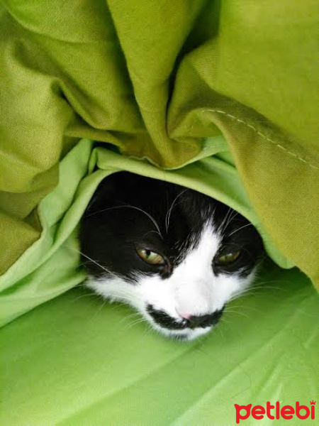 Tuxedo (Smokin) Kedi, Kedi  Pala fotoğrafı