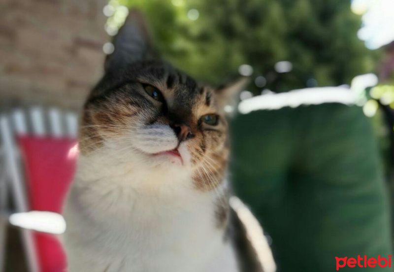 Tekir Kedi, Kedi  Luna fotoğrafı
