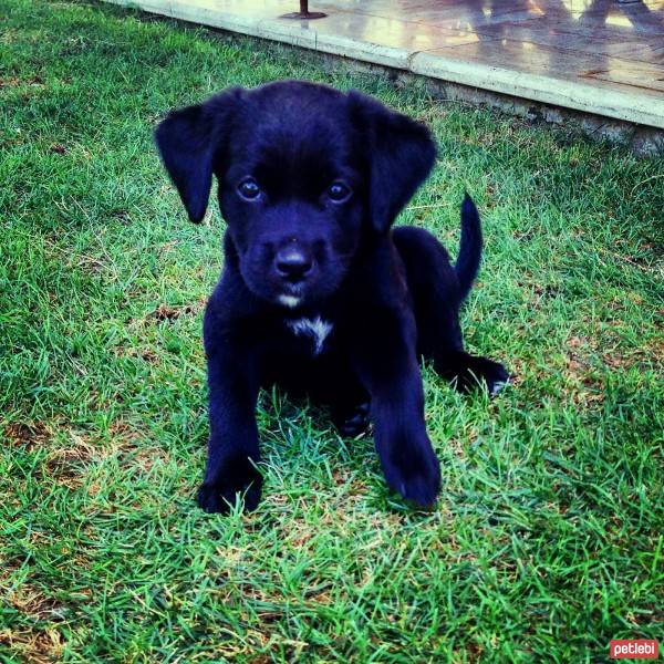 Labrador Retriever, Köpek  Sans fotoğrafı