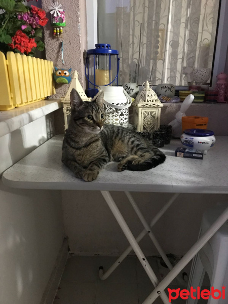 Tekir Kedi, Kedi  Bıngıl fotoğrafı