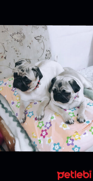 Pug, Köpek  Paşa&paris fotoğrafı