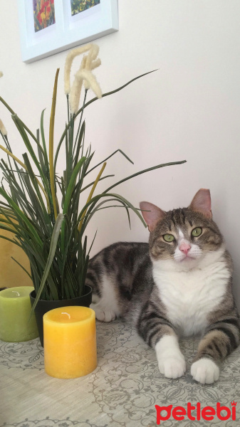Tekir Kedi, Kedi  Sütlaç fotoğrafı