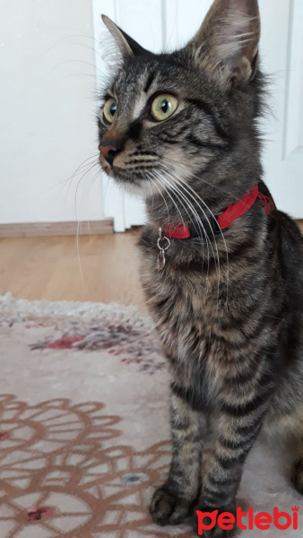 Maine Coon, Kedi  Pati fotoğrafı