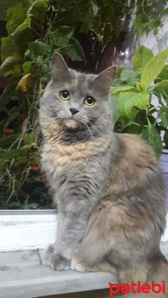 British Shorthair, Kedi  Lodos fotoğrafı