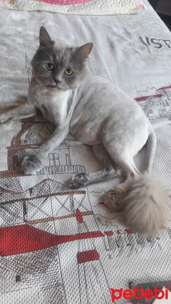 British Shorthair, Kedi  Lodos fotoğrafı