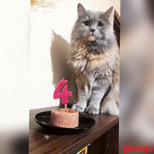 British Shorthair, Kedi  Lodos fotoğrafı