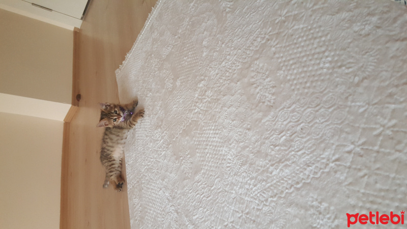 Tekir Kedi, Kedi  Boncuk fotoğrafı