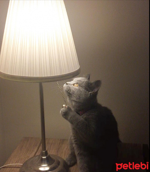 British Shorthair, Kedi  Mia fotoğrafı