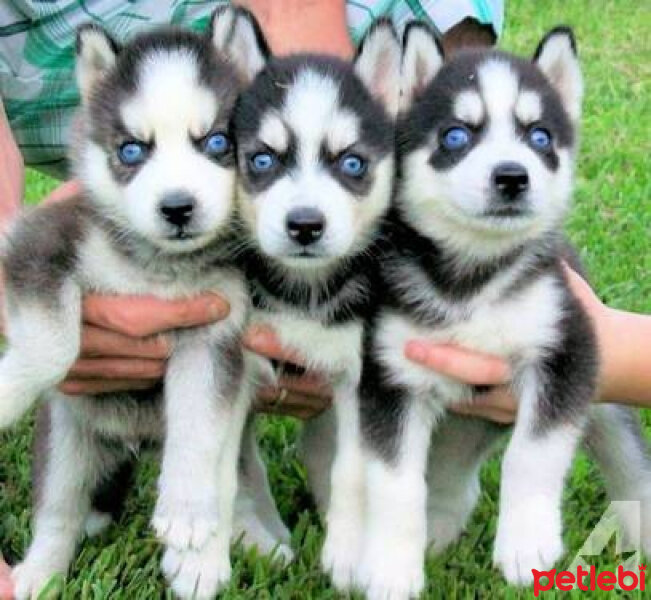 Sibirya Kurdu (Husky), Köpek  Sibirya Husky yavruları Mavi gözler Hazır Satılık fotoğrafı