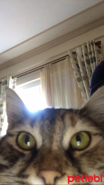 American Shorthair, Kedi  mia fotoğrafı