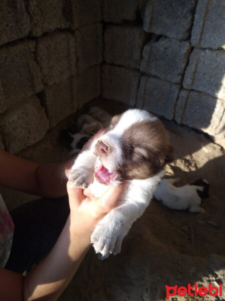 Tibet Terrieri, Köpek  Rody fotoğrafı