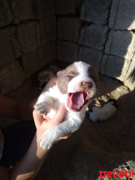 Tibet Terrieri, Köpek  Rody fotoğrafı