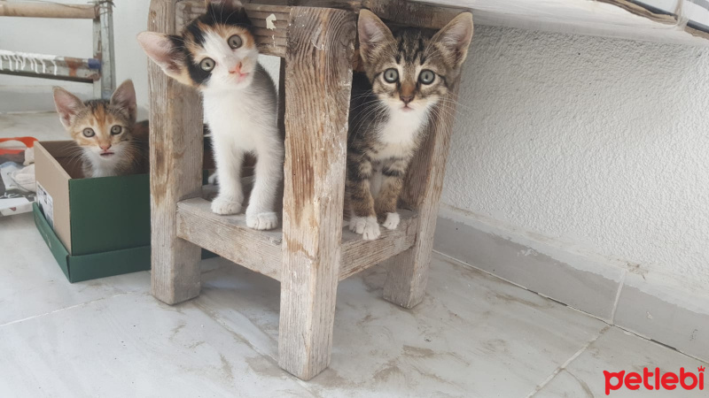 Tekir Kedi, Kedi  Miya fotoğrafı
