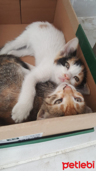 Tekir Kedi, Kedi  Miya fotoğrafı