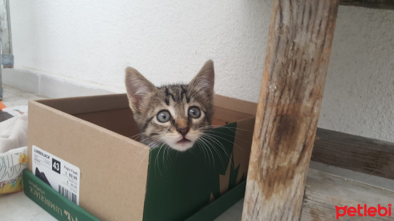 Tekir Kedi, Kedi  Miya fotoğrafı