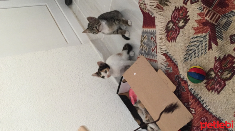 Tekir Kedi, Kedi  Miya fotoğrafı