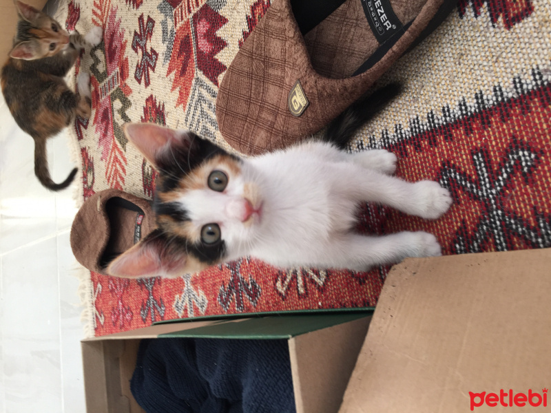 Tekir Kedi, Kedi  Miya fotoğrafı