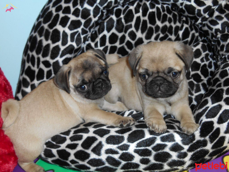 Pug, Köpek  sahiplendirme fotoğrafı