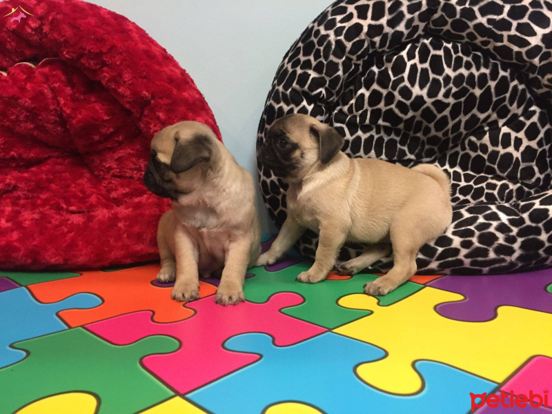 Pug, Köpek  sahiplendirme fotoğrafı