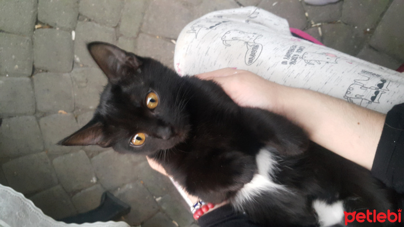 Bombay, Kedi  Adını vermedim fotoğrafı