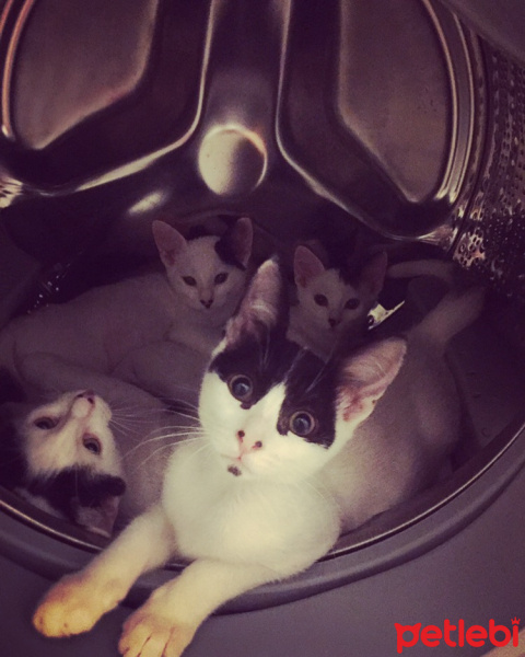 Tuxedo (Smokin) Kedi, Kedi  Korsan fotoğrafı