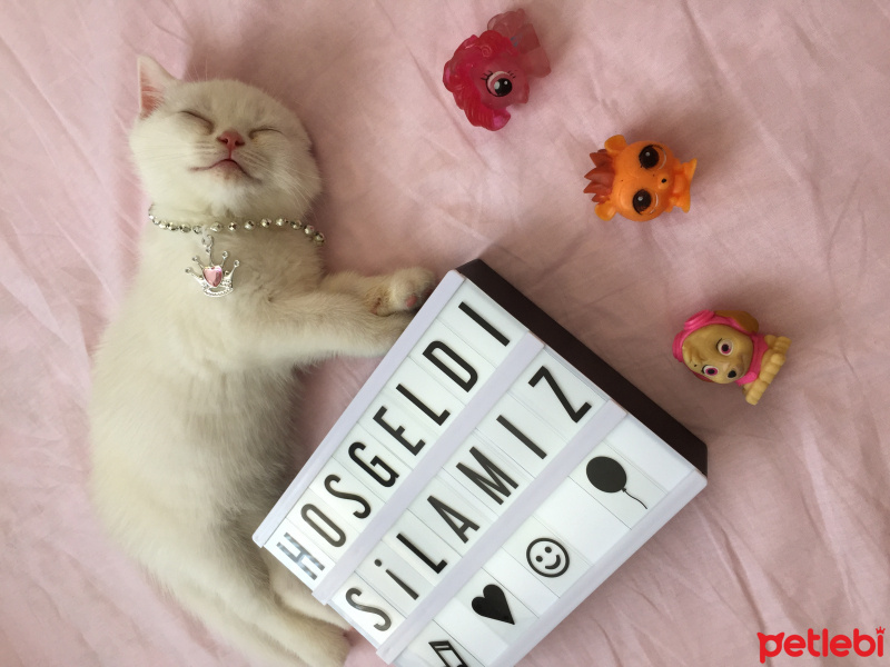 British Shorthair, Kedi  Şiiilaa fotoğrafı