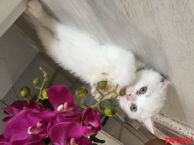 British Shorthair, Kedi  Şiiilaa fotoğrafı