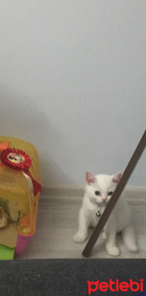 British Shorthair, Kedi  Şiiilaa fotoğrafı