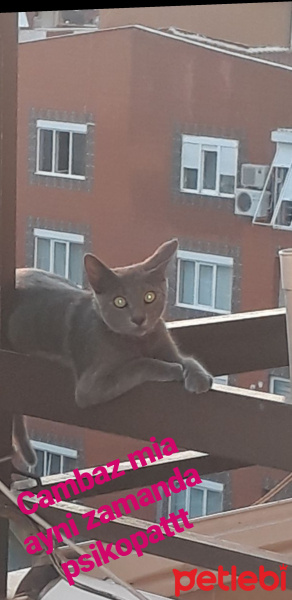 Mavi Rus, Kedi  Mia fotoğrafı