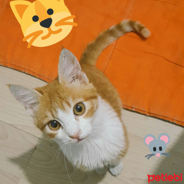 Tekir Kedi, Kedi  Pafi fotoğrafı