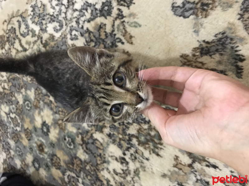 Tekir Kedi, Kedi  İsmi yok fotoğrafı
