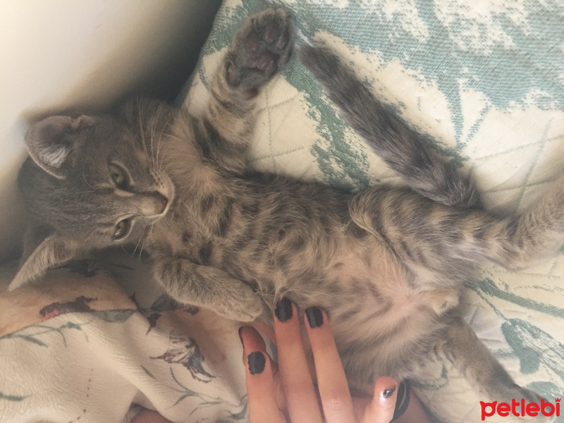 Tekir Kedi, Kedi  Oliver fotoğrafı