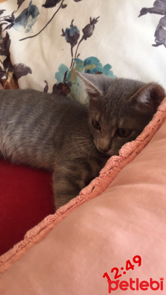 Tekir Kedi, Kedi  Oliver fotoğrafı