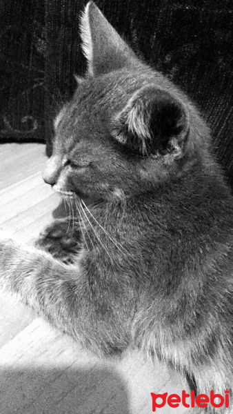 Tekir Kedi, Kedi  Oliver fotoğrafı
