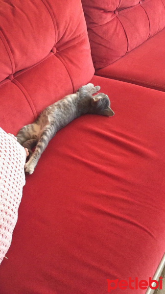 Tekir Kedi, Kedi  Oliver fotoğrafı