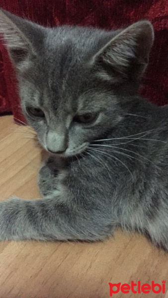 Tekir Kedi, Kedi  Oliver fotoğrafı