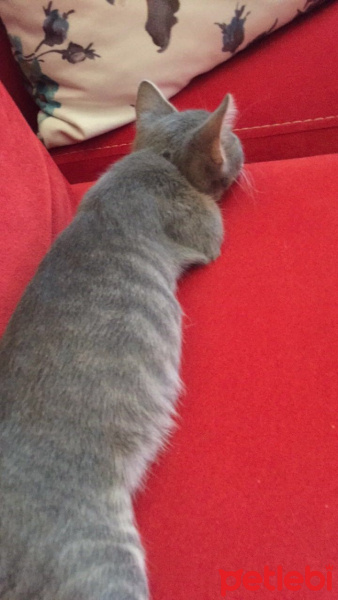 Tekir Kedi, Kedi  Oliver fotoğrafı