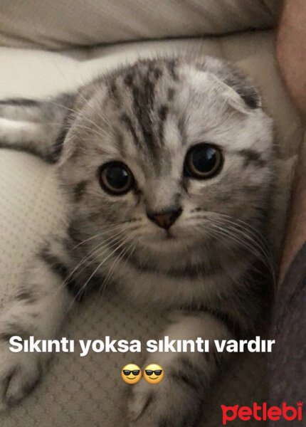 Scottish Fold, Kedi  Pablo fotoğrafı