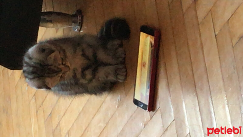 Scottish Fold, Kedi  Pablo fotoğrafı