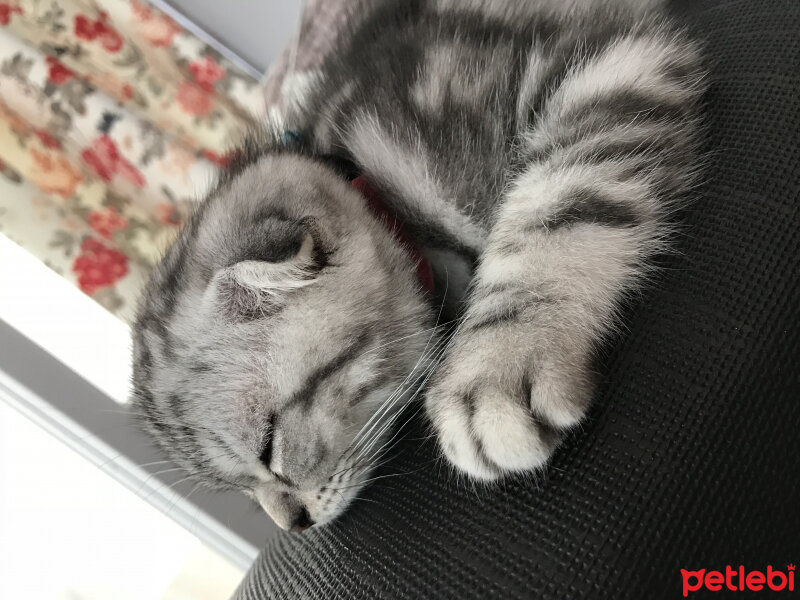 Scottish Fold, Kedi  Pablo fotoğrafı