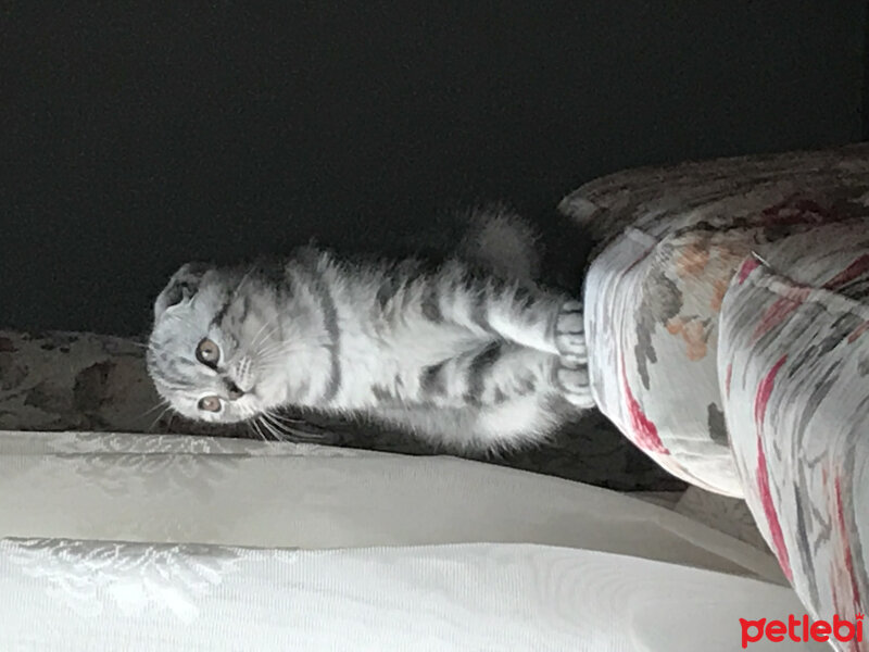 Scottish Fold, Kedi  Pablo fotoğrafı